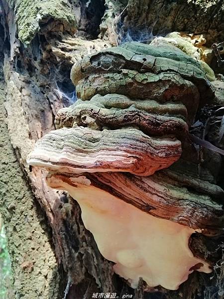 IMG_20210301_110139.jpg IMG_20210301_110139.jpg