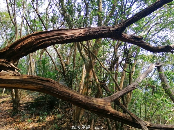 【苗栗卓蘭】山林裡賞優美樹姿。大克山砲台古道