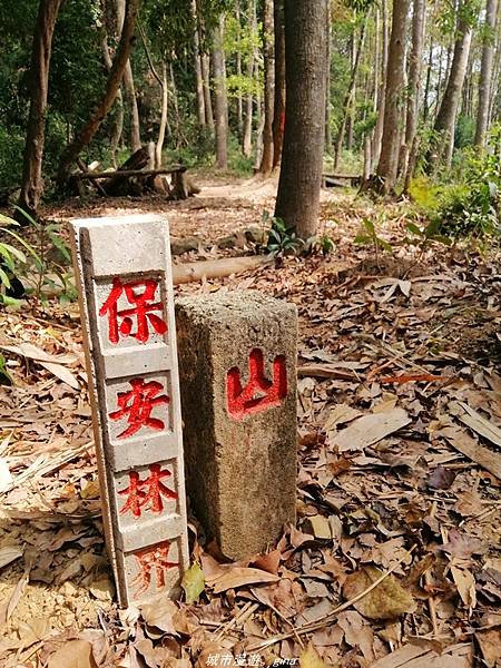 【苗栗卓蘭】山林裡賞優美樹姿。大克山砲台古道