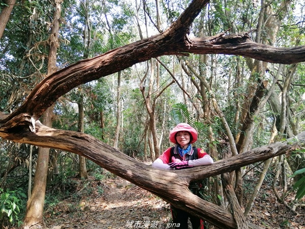 【苗栗卓蘭】山林裡賞優美樹姿。大克山砲台古道