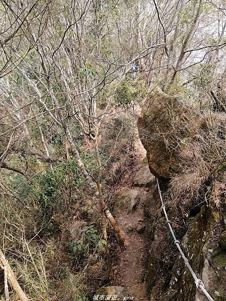 【苗栗卓蘭】山林裡賞優美樹姿。大克山砲台古道