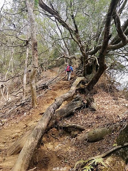 【苗栗卓蘭】山林裡賞優美樹姿。大克山砲台古道