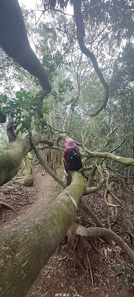 【苗栗卓蘭】山林裡賞優美樹姿。大克山砲台古道