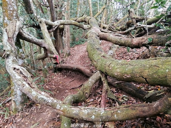 【苗栗卓蘭】山林裡賞優美樹姿。大克山砲台古道