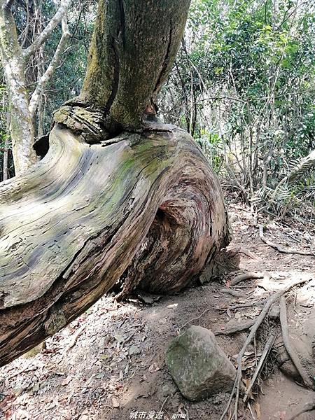 【苗栗卓蘭】山林裡賞優美樹姿。大克山砲台古道