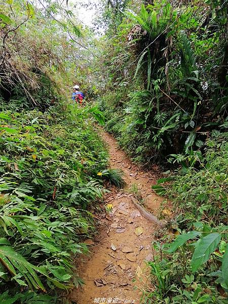 【苗栗卓蘭】山林裡賞優美樹姿。大克山砲台古道