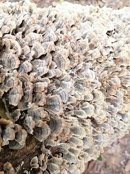 IMG_20210301_140817.jpg IMG_20210301_140817.jpg