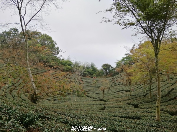 【嘉義竹崎】山林野宴之步道健行。 奉天岩~大巃頂步道