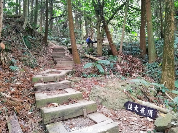 【嘉義竹崎】山林野宴之步道健行。 奉天岩~大巃頂步道