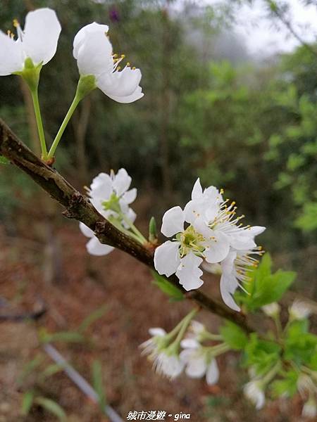 IMG_20210306_135412.jpg IMG_20210306_135412.jpg