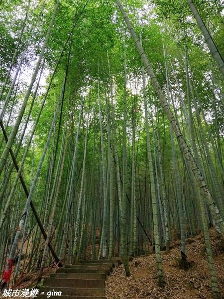 【雲林古坑】絕美孟宗竹林有如置身武俠電影場景。嘉南雲峰x石壁