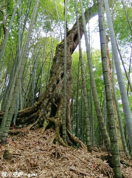 【雲林古坑】絕美孟宗竹林有如置身武俠電影場景。嘉南雲峰x石壁