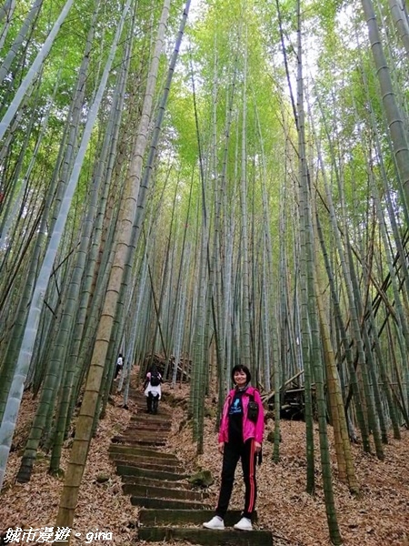 【雲林古坑】絕美孟宗竹林有如置身武俠電影場景。嘉南雲峰x石壁