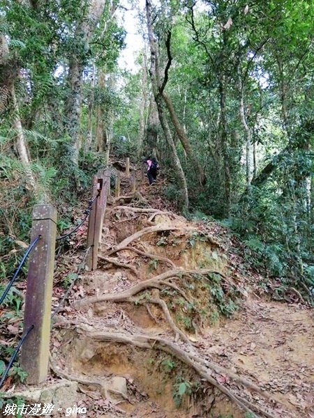 【雲林古坑】絕美孟宗竹林有如置身武俠電影場景。嘉南雲峰x石壁