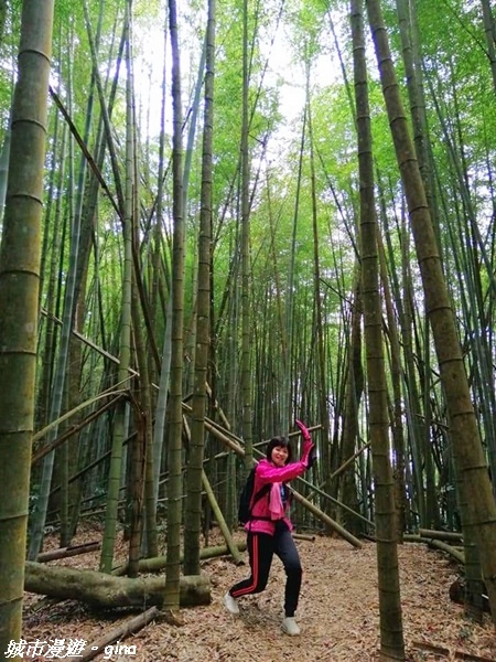 【雲林古坑】絕美孟宗竹林有如置身武俠電影場景。嘉南雲峰x石壁