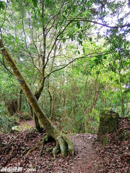 【雲林古坑】絕美孟宗竹林有如置身武俠電影場景。嘉南雲峰x石壁