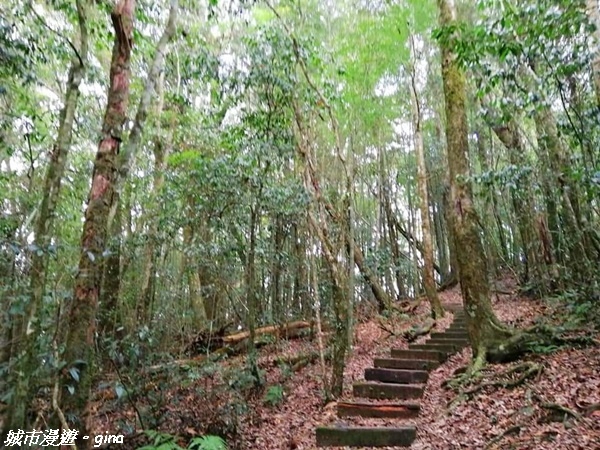 【雲林古坑】絕美孟宗竹林有如置身武俠電影場景。嘉南雲峰x石壁