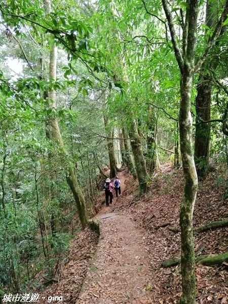 【雲林古坑】絕美孟宗竹林有如置身武俠電影場景。嘉南雲峰x石壁