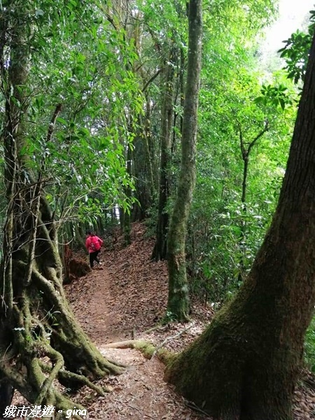 【雲林古坑】絕美孟宗竹林有如置身武俠電影場景。嘉南雲峰x石壁