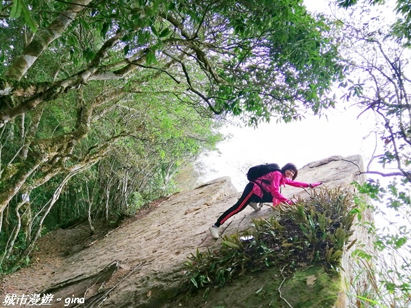 【雲林古坑】絕美孟宗竹林有如置身武俠電影場景。嘉南雲峰x石壁