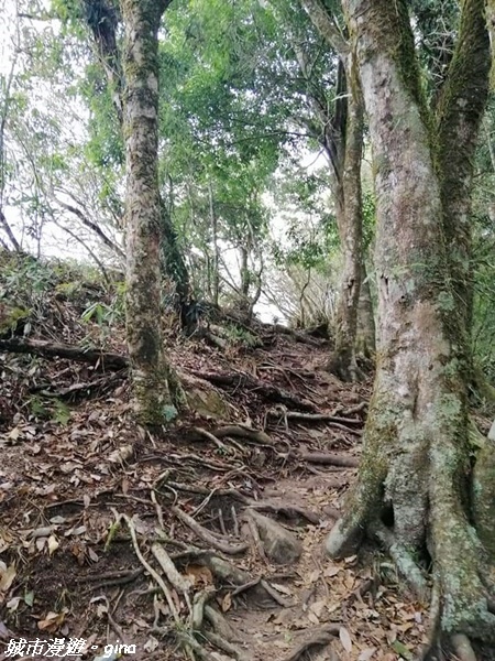 【雲林古坑】絕美孟宗竹林有如置身武俠電影場景。嘉南雲峰x石壁