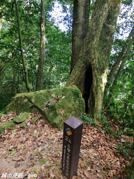 【雲林古坑】絕美孟宗竹林有如置身武俠電影場景。嘉南雲峰x石壁