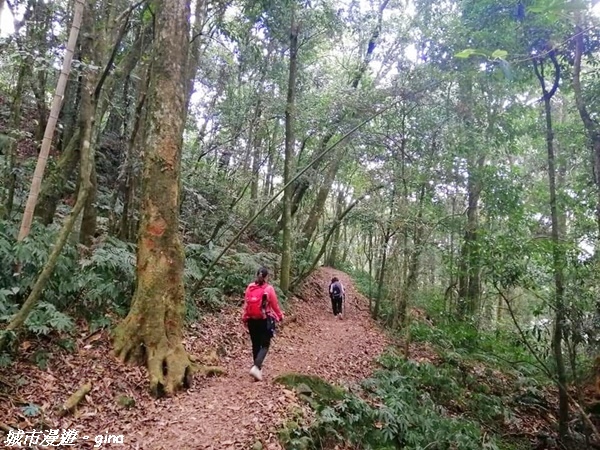 【雲林古坑】絕美孟宗竹林有如置身武俠電影場景。嘉南雲峰x石壁