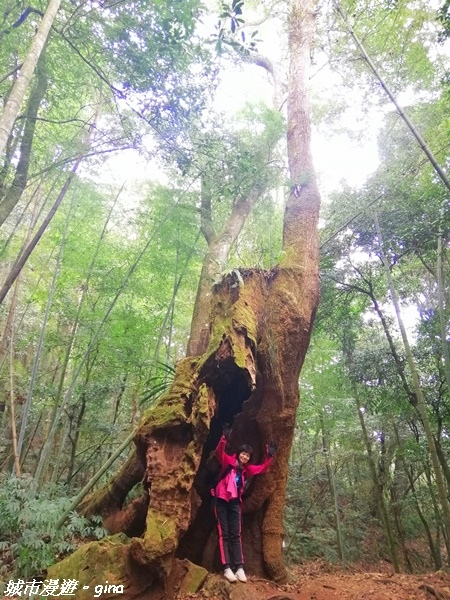 【雲林古坑】絕美孟宗竹林有如置身武俠電影場景。嘉南雲峰x石壁