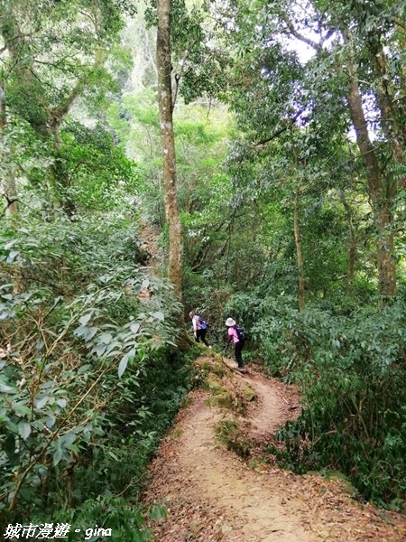 【雲林古坑】絕美孟宗竹林有如置身武俠電影場景。嘉南雲峰x石壁