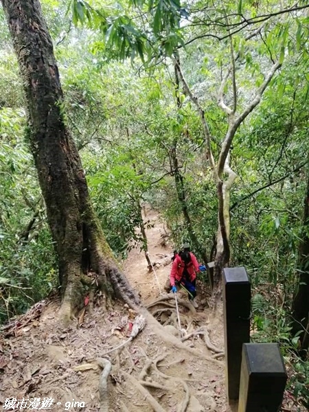 【雲林古坑】絕美孟宗竹林有如置身武俠電影場景。嘉南雲峰x石壁