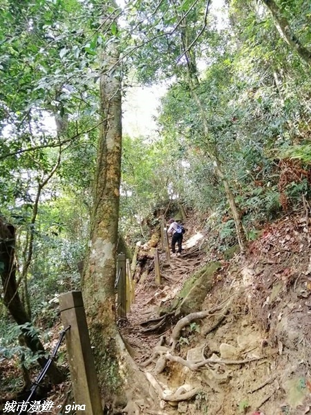 【雲林古坑】絕美孟宗竹林有如置身武俠電影場景。嘉南雲峰x石壁