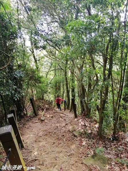 【雲林古坑】絕美孟宗竹林有如置身武俠電影場景。嘉南雲峰x石壁