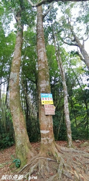 【雲林古坑】絕美孟宗竹林有如置身武俠電影場景。嘉南雲峰x石壁