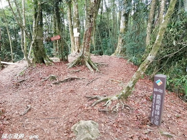 【雲林古坑】絕美孟宗竹林有如置身武俠電影場景。嘉南雲峰x石壁