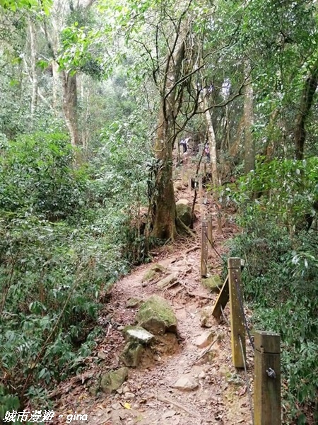 【雲林古坑】絕美孟宗竹林有如置身武俠電影場景。嘉南雲峰x石壁