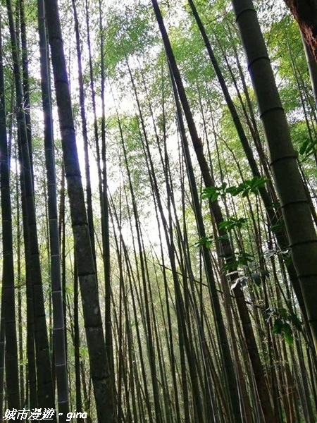 【雲林古坑】絕美孟宗竹林有如置身武俠電影場景。嘉南雲峰x石壁