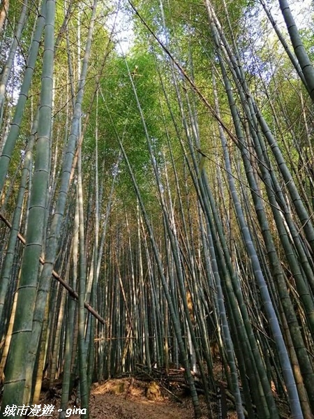 【雲林古坑】絕美孟宗竹林有如置身武俠電影場景。嘉南雲峰x石壁