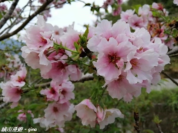 【雲林古坑】絕美孟宗竹林有如置身武俠電影場景。嘉南雲峰x石壁