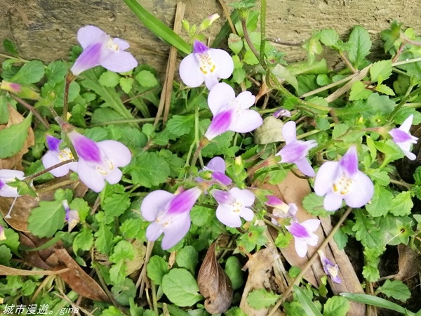 IMG_20210327_160947.jpg IMG_20210327_160947.jpg