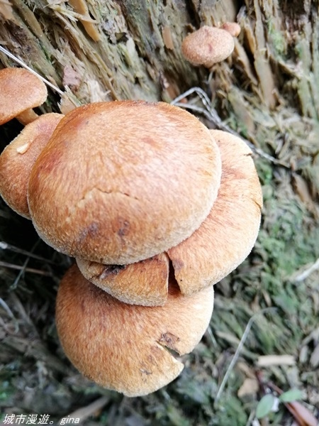 IMG_20210327_160826.jpg IMG_20210327_160826.jpg