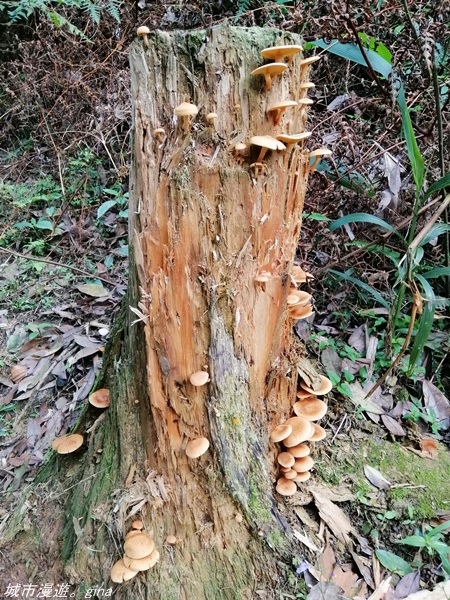 IMG_20210327_160846.jpg IMG_20210327_160846.jpg