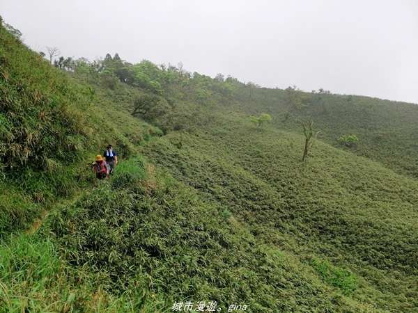 【宜蘭礁溪】朝聖抹茶山沒那麼容易。 No83小百岳~三角崙山