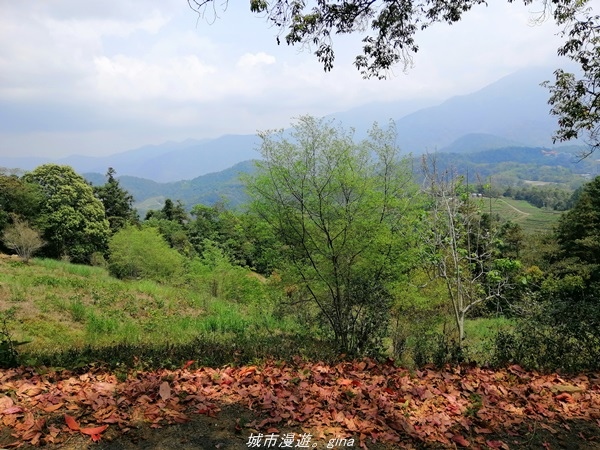 【南投魚池】親民的賞景步道。 小百岳集起來。 No49小百岳