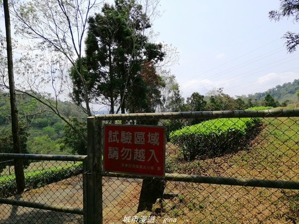 【南投魚池】親民的賞景步道。 小百岳集起來。 No49小百岳