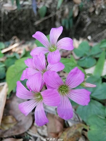 IMG_20210410_124656.jpg IMG_20210410_124656.jpg