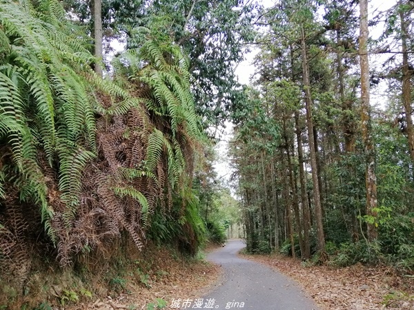 【南投魚池】親民的賞景步道。 小百岳集起來。 No49小百岳