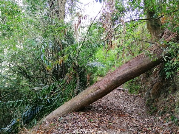 IMG_20210410_155109.jpg IMG_20210410_155109.jpg