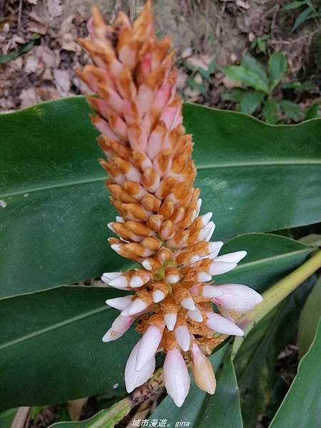 IMG_20210410_155200.jpg IMG_20210410_155200.jpg