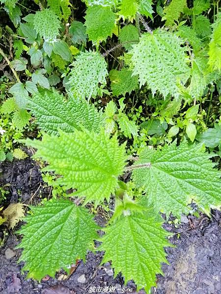 IMG_20210420_092334.jpg IMG_20210420_092334.jpg