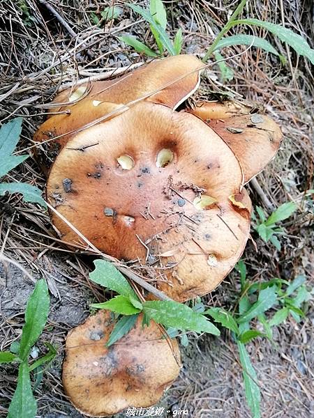 IMG_20210420_111900.jpg IMG_20210420_111900.jpg